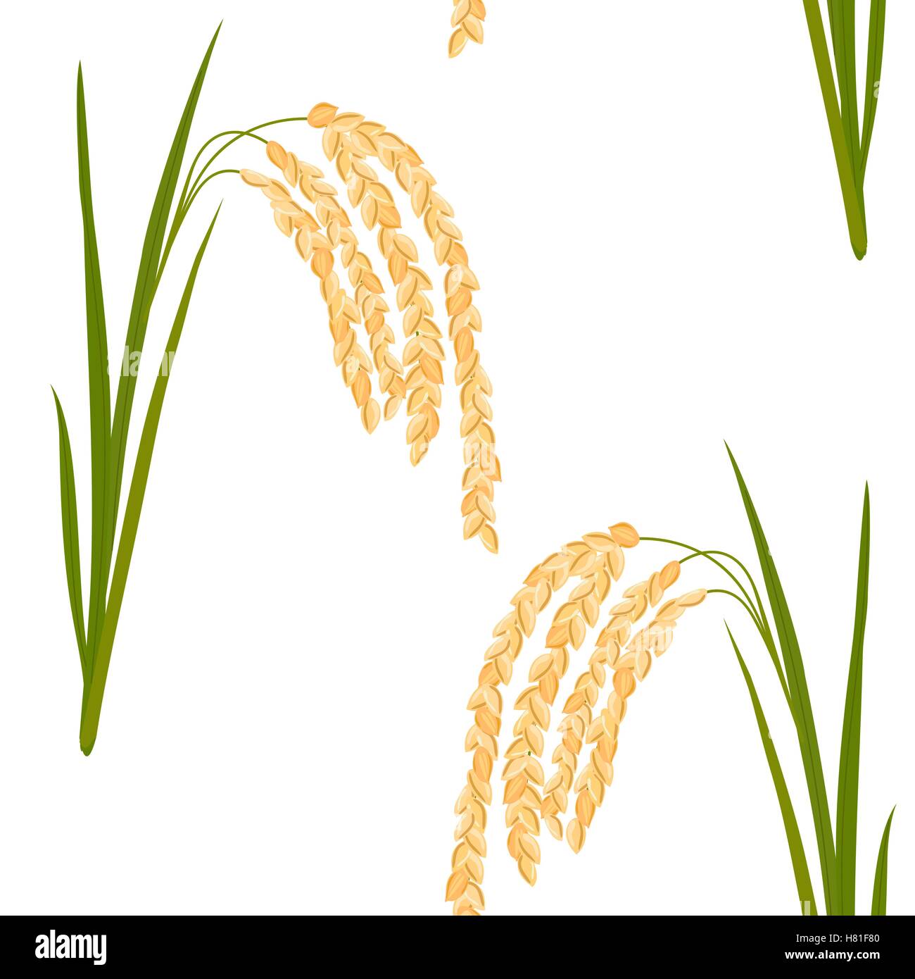 Nahtlose Muster mit Reis. Blätter und Ährchen Reis auf einem weißen Hintergrund. Vektor-Illustration. EPS-10. Stock Vektor