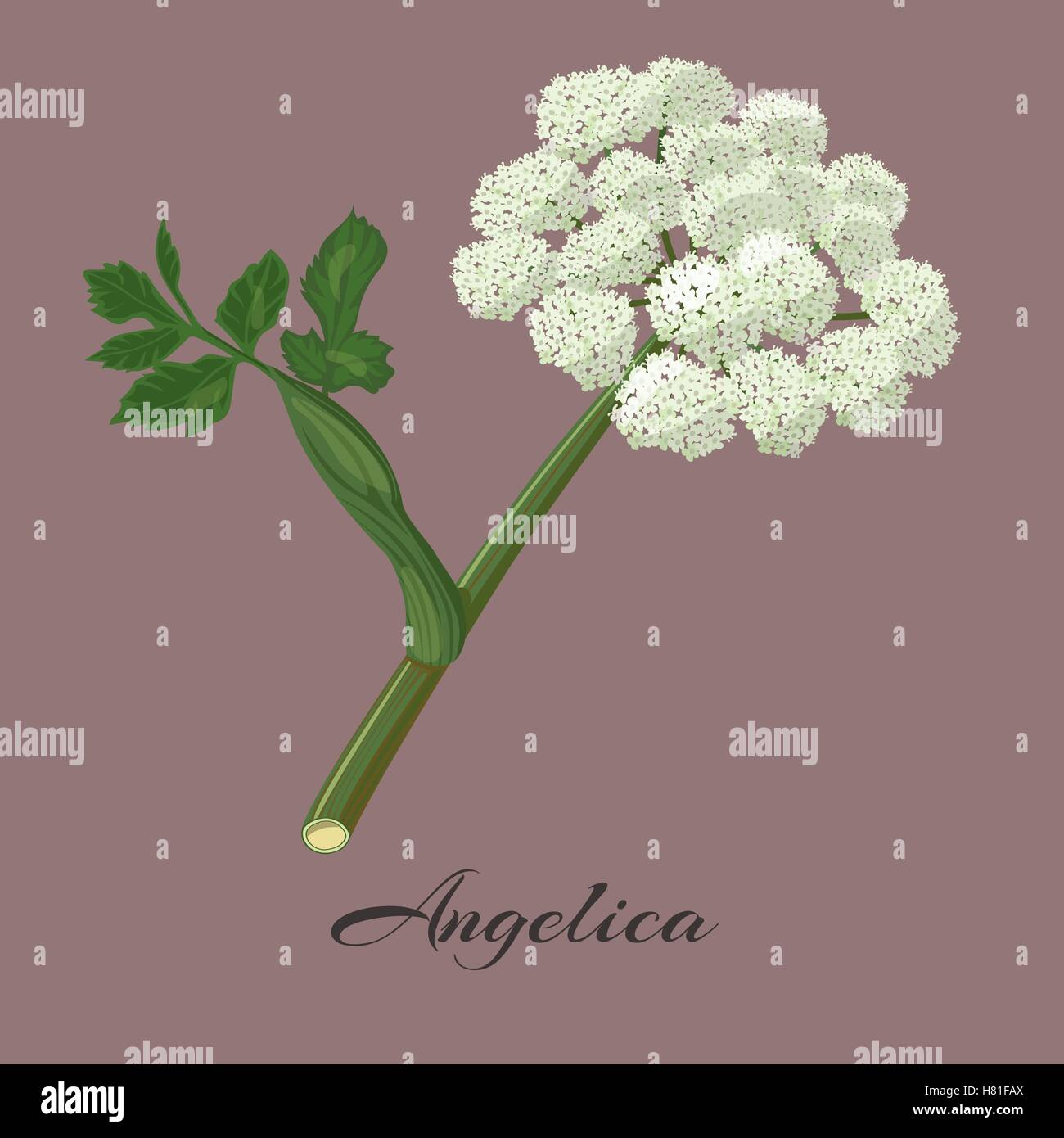 Angelika Kraut. Weiße Blüten. Angelica Archangelica. Vektor-Illustration. Stock Vektor