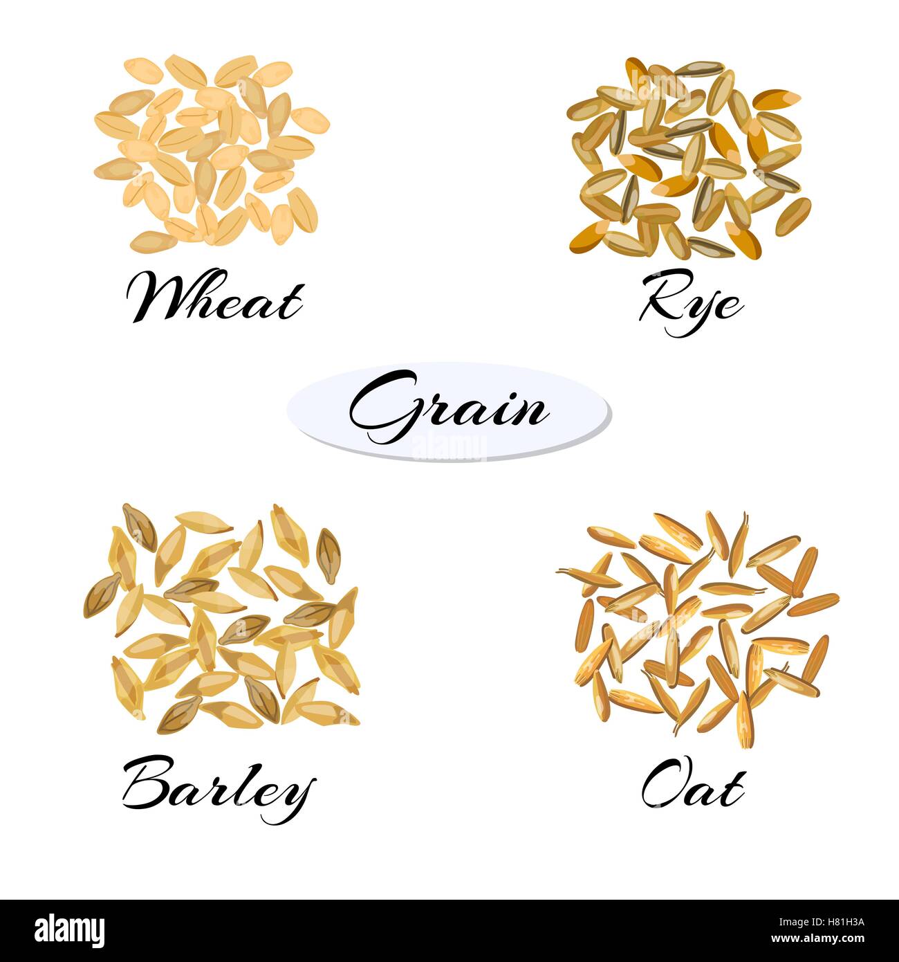 Getreide. Verschiedene Arten von Getreide. Vektor-Illustration EPS 10. Stock Vektor