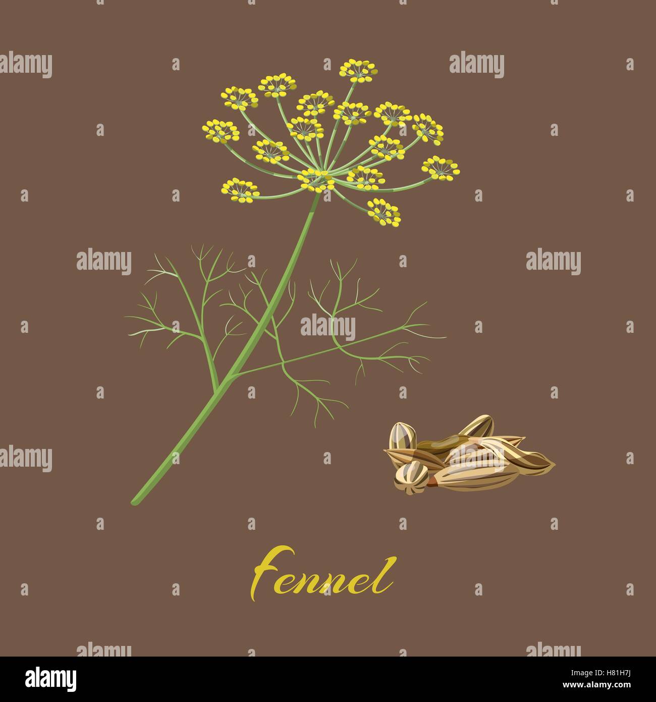 Fenchel Foeniculum Vulgare. Blumen, Blätter und Samen. Vektor-illustration Stock Vektor