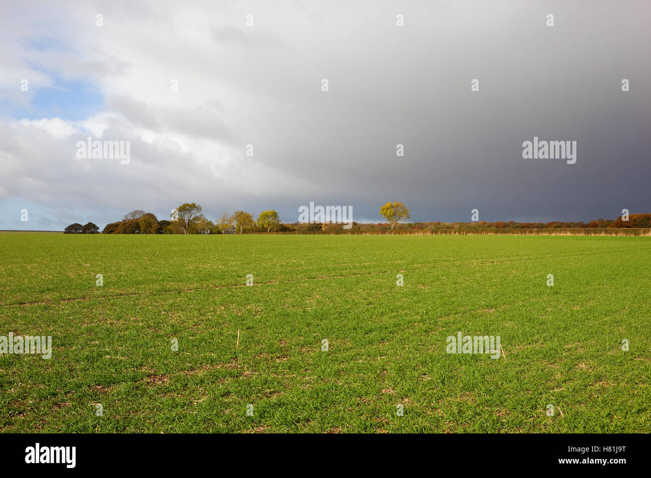 Stürmischer Herbst Himmel über einem grünen Weizenfeld mit weit entfernten Bäumen und Hecken auf den malerischen Yorkshire Wolds. Stockfoto