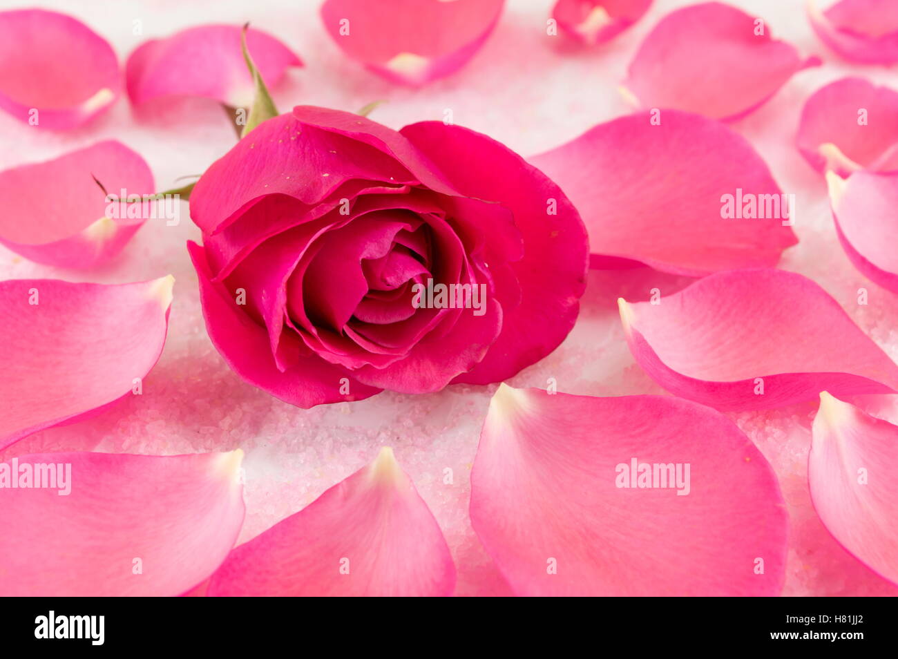 Rosa Rose auf Rosenblättern und Bad Salzkörner Stockfoto