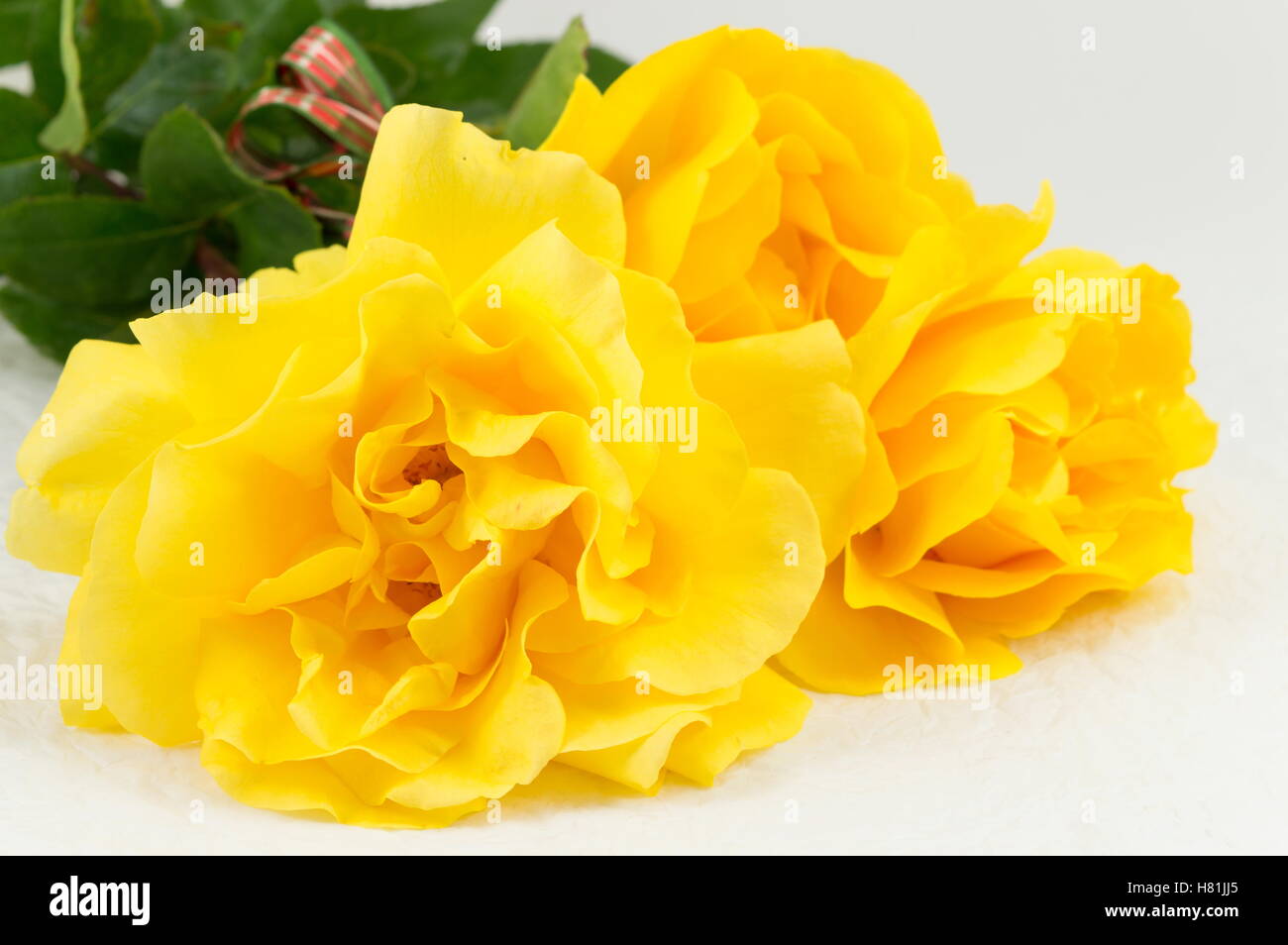 Gelbe Rosen in voller Blüte, die auf einen Tisch gestellt Stockfoto