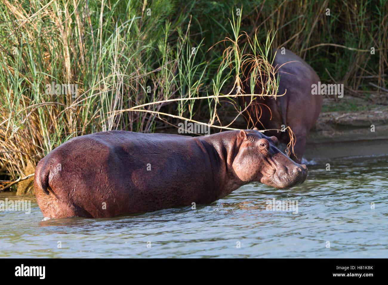 Plastoy- (-) (-) Hippopotamus, Colore Grigio, Rosso, 111889