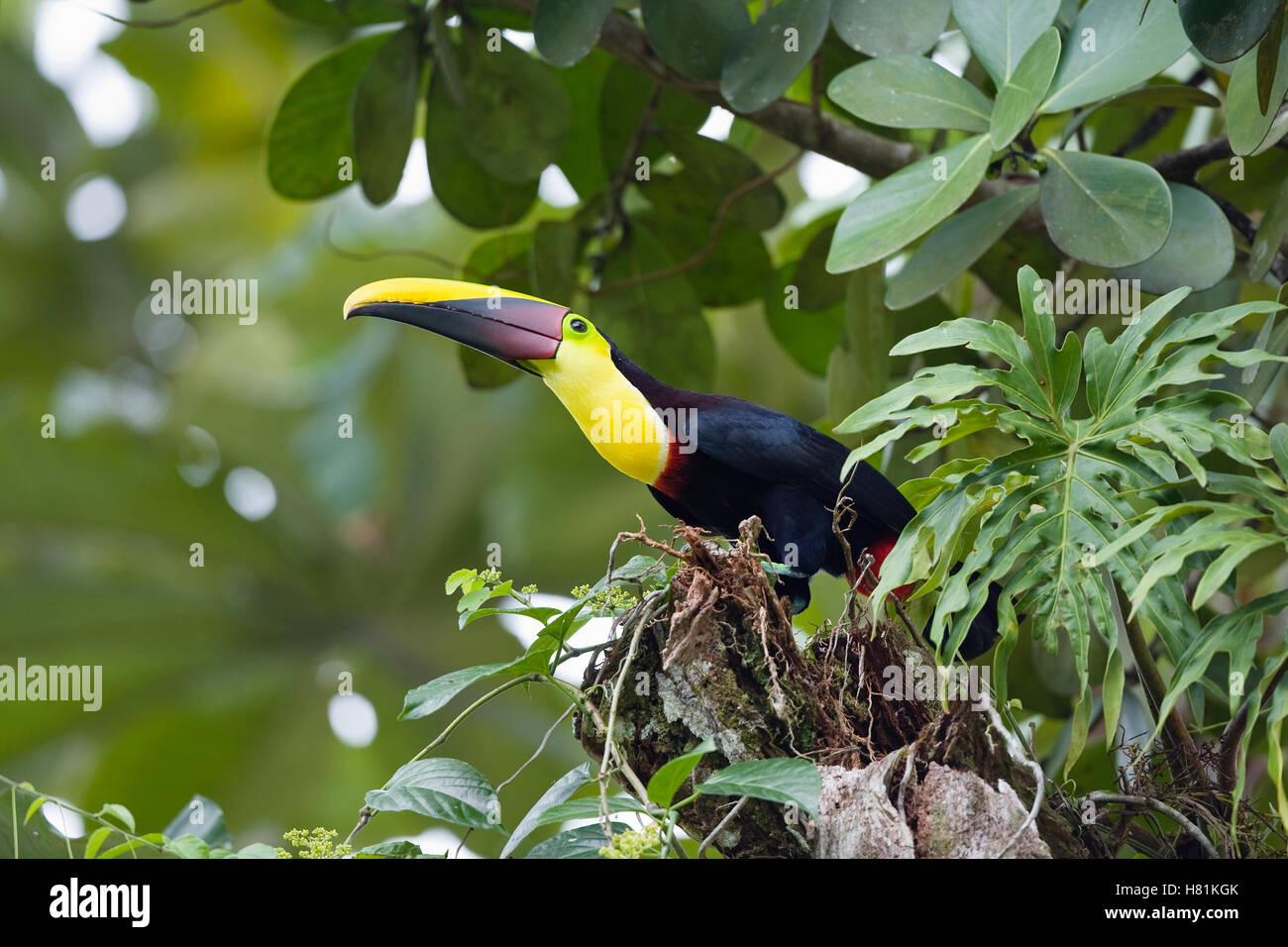 Schwarzmandibled Toucan (Ramphastos Ambiguus), Costa Rica