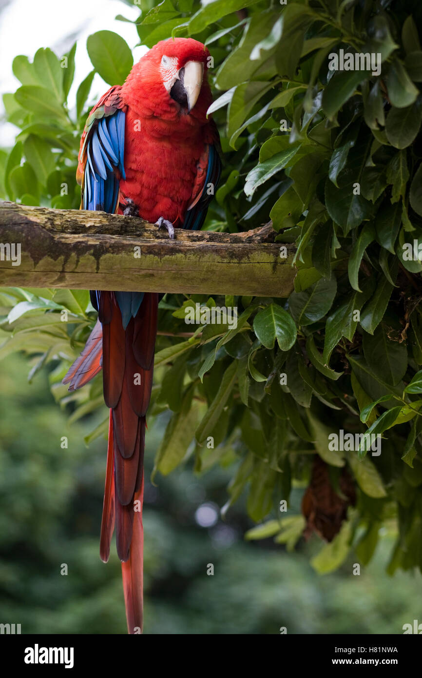 Sat auf einem Ast, rot-blau-gelbe Ara, Ara Ararauna Catalina Macaw Papagei Stockfoto