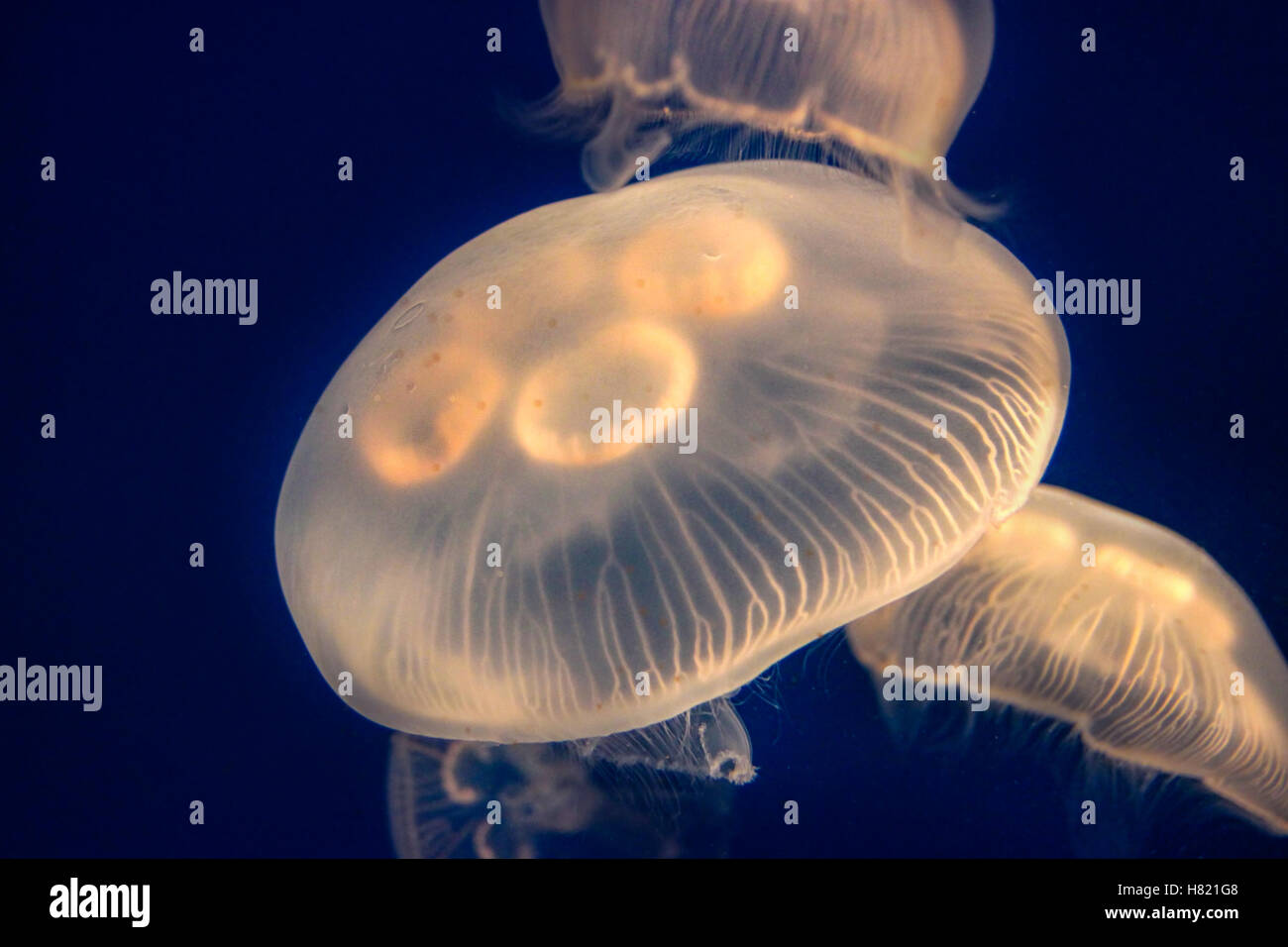 Nahaufnahme der leuchtende Mond Qualle (Aurelia Aurita) mit einem weichen Biolumineszenz (biologische gleißenden Licht) in Wasser suspendiert. Th Stockfoto