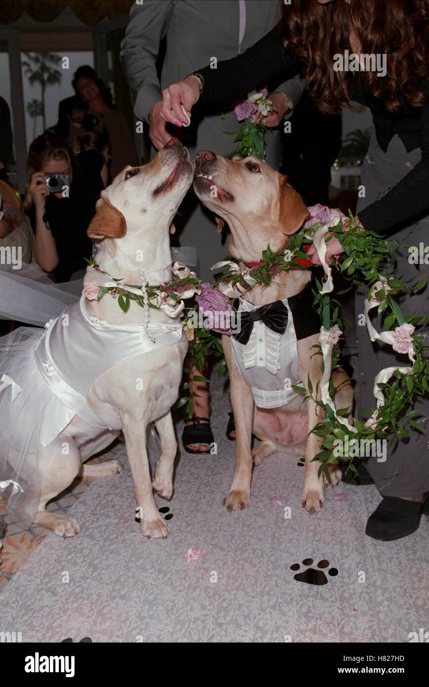 Hunde bekommen Mi LOS ANGELES USA 14. Februar 2000 Stockfoto