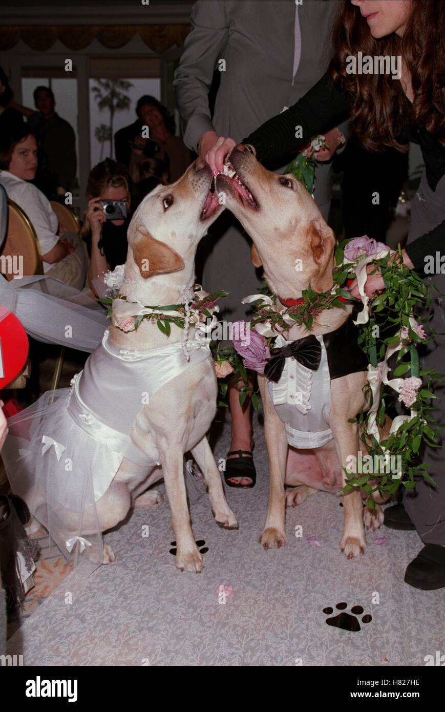 Hunde bekommen Montag, 14. Februar 2000 Stockfoto