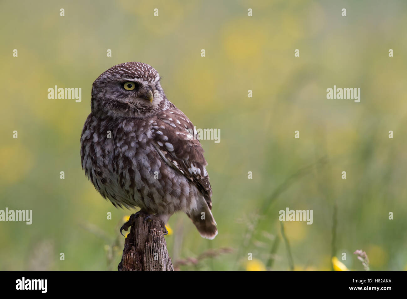 Steinkauz (Athene Noctua) Stockfoto