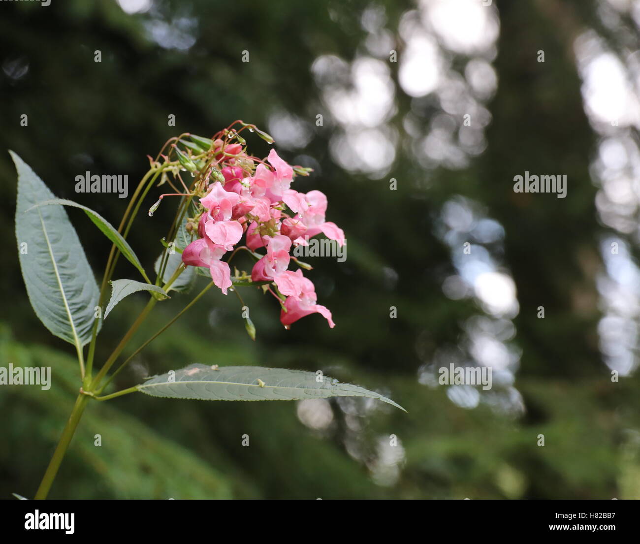 Blütenpracht der Drüsige Springkraut (Impatiens Glandulifera). Stockfoto