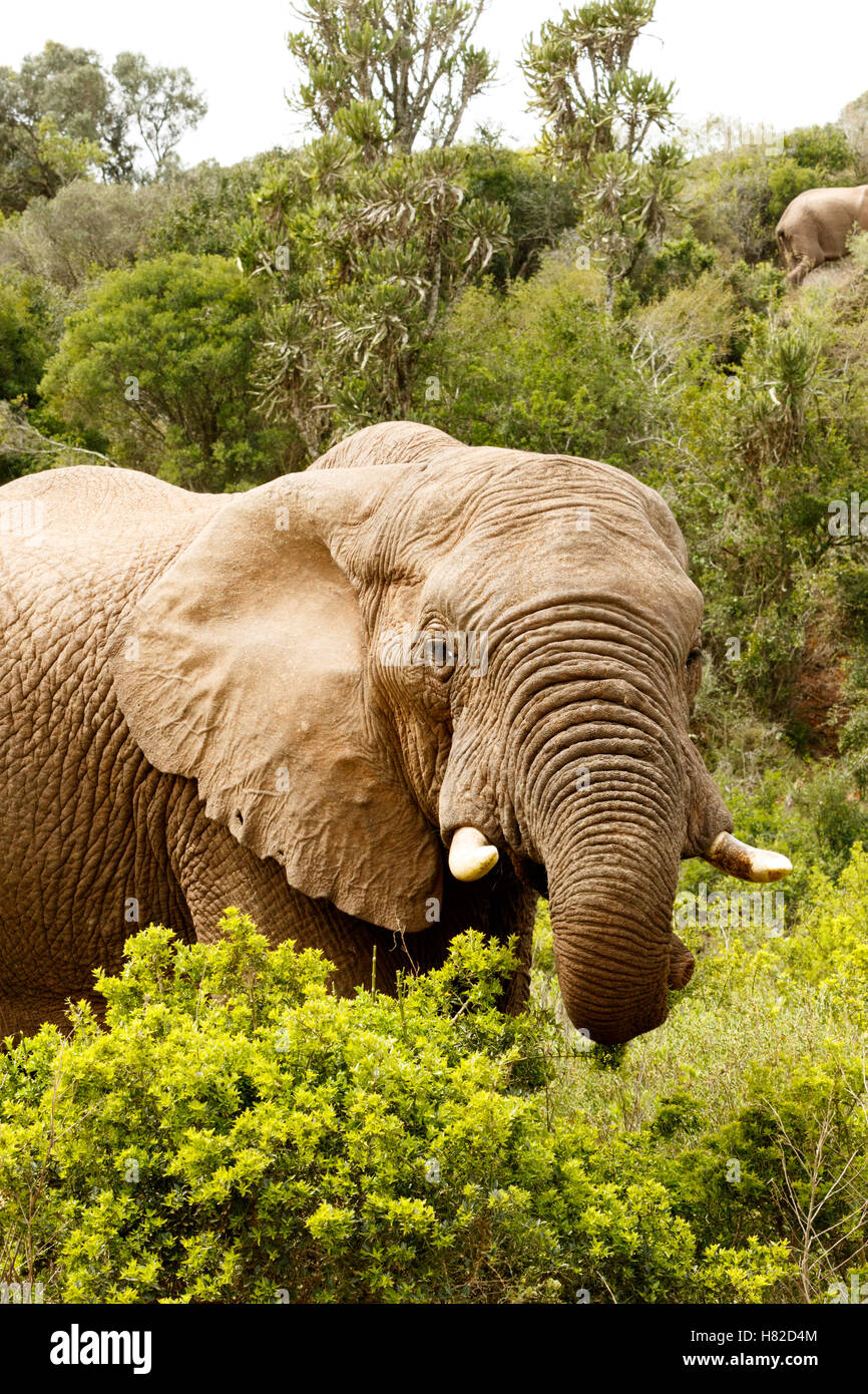 Elefant stehend mit seinem Rüssel Curled up zwischen den Büschen. Stockfoto