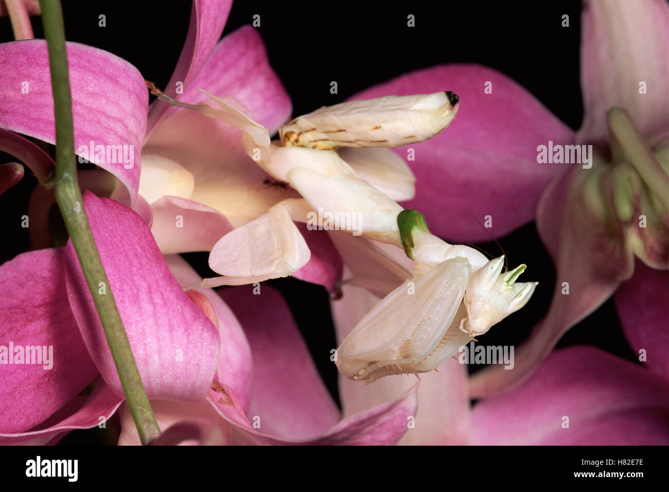 orchideengottesanbeterin-hymenopus-coronatus-fotos-und-bildmaterial