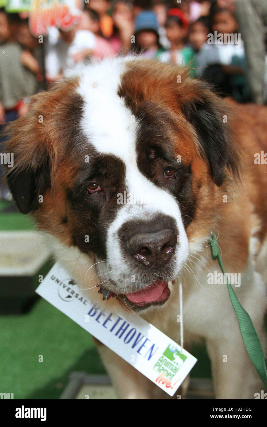 BEETHOVEN Hund Tiere WALK OF FAME UNIVERSAL STUDIOS LA USA 20. Marz 2001 Stockfotografie Alamy