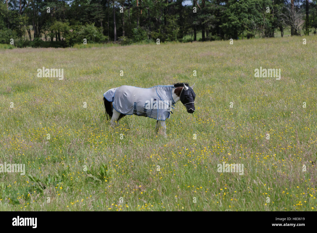 Pferd in einem Feld mit Outdoor-Regenschutz Stockfoto