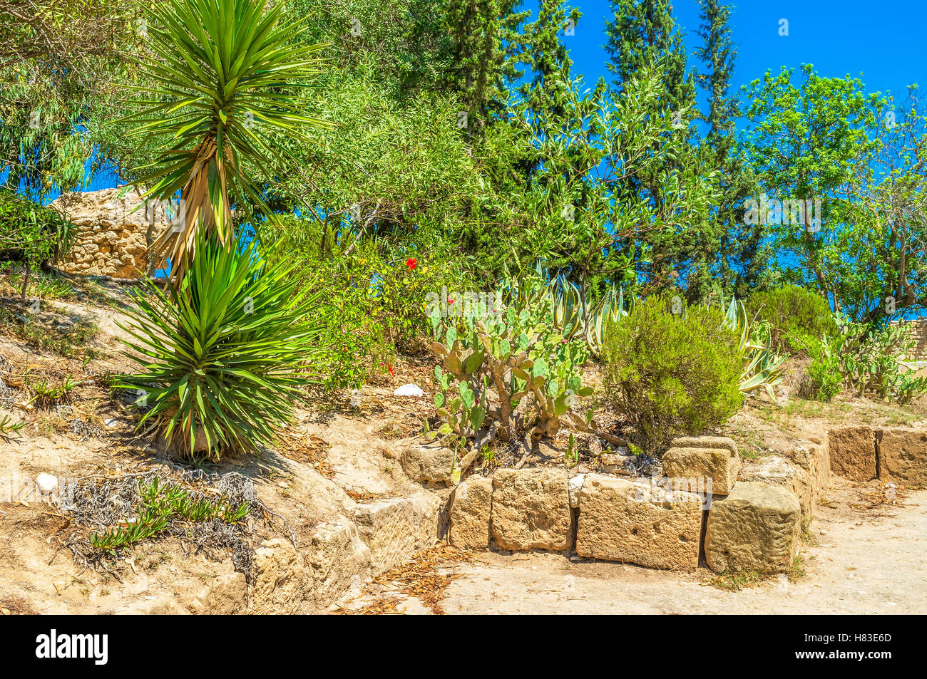 Der Besuch der archäologischen Stätte von Karthago in der beste Weg, um die Sehenswürdigkeiten zu genießen und tropische Natur von Tunesien. Stockfoto