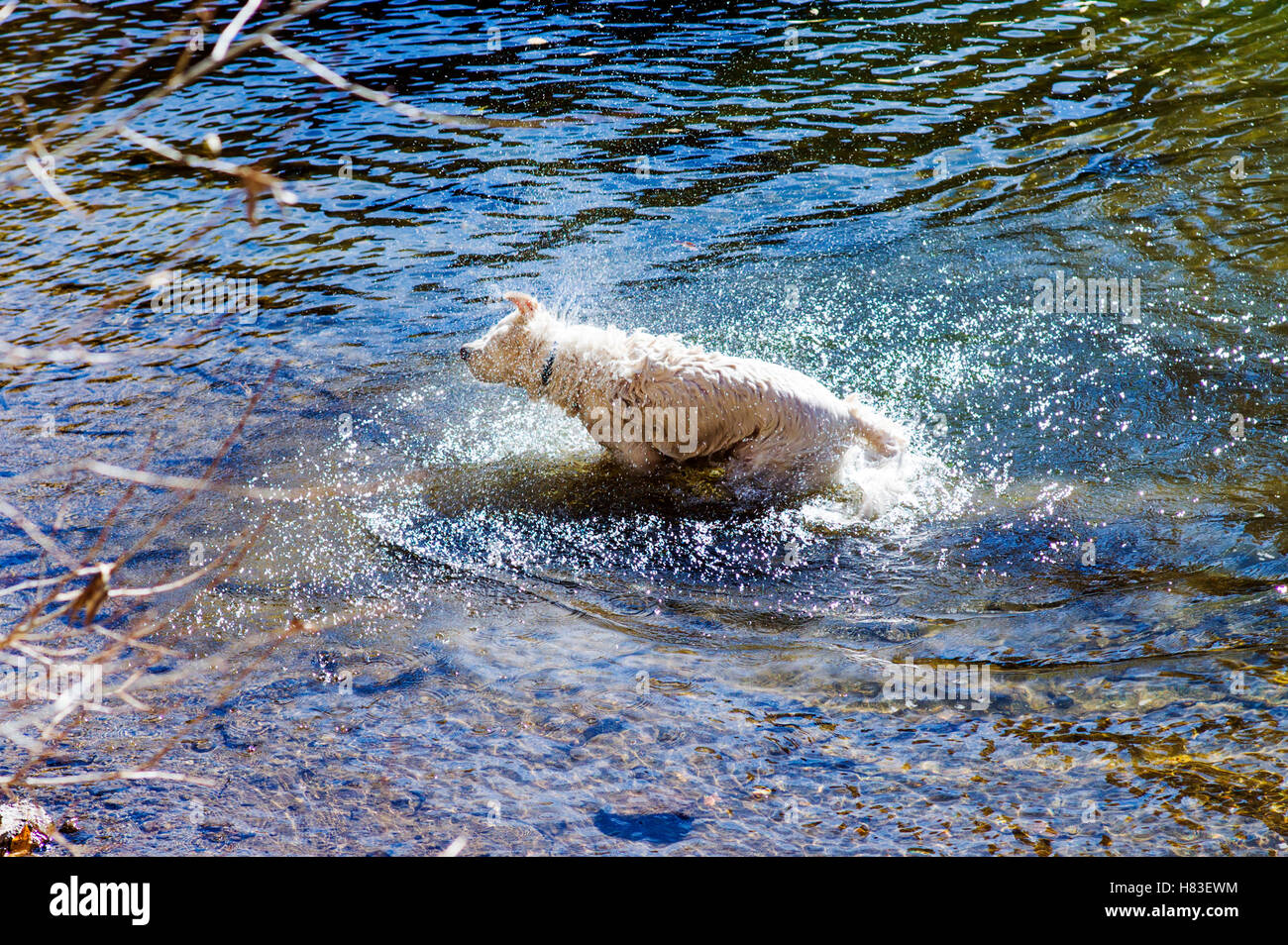 Platin farbige Golden Retriever Hund abschütteln in den Arkansas River, Salida, Colorado, USA Stockfoto