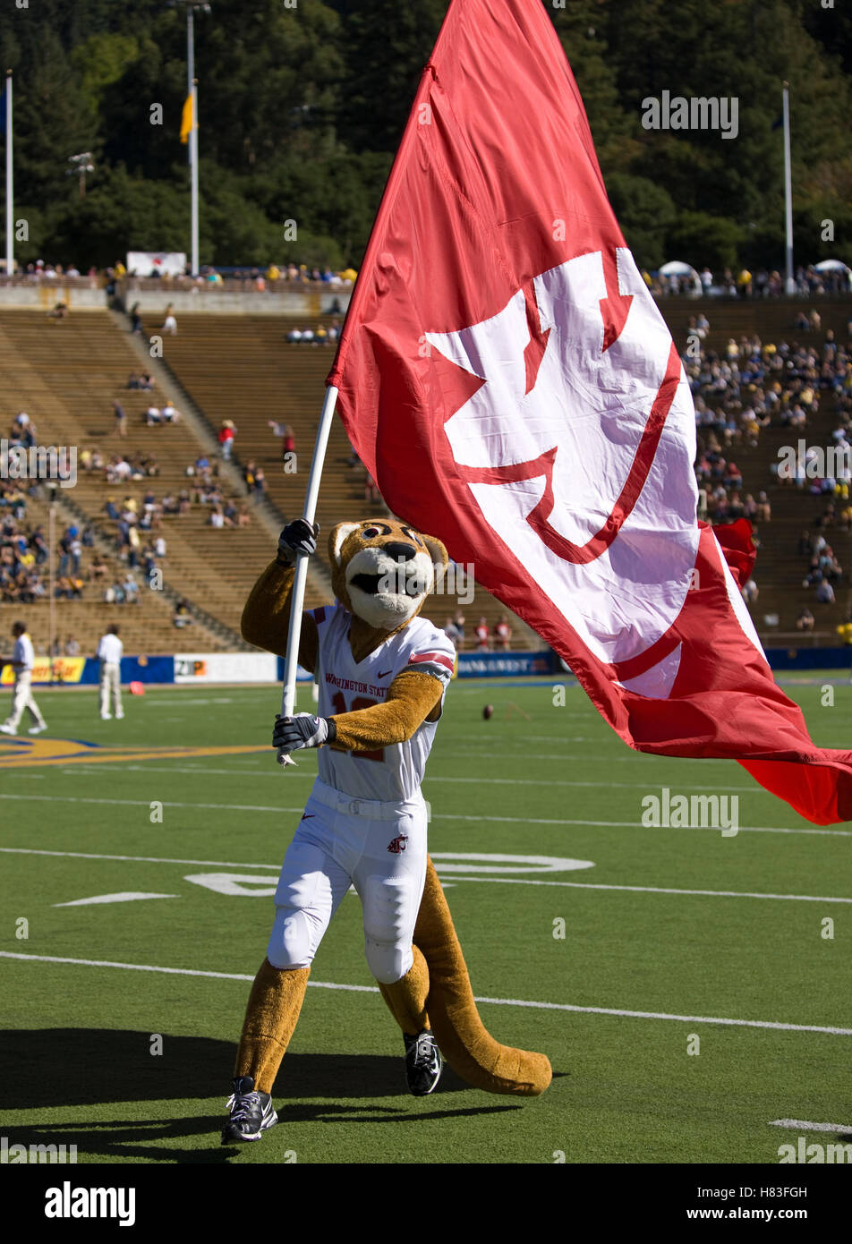 Oktober 24, 2009, Berkeley, CA, USA; die Washington State cougars Maskottchen im ersten Viertel gegen die Kalifornien goldenen Bären im Memorial Stadium. Stockfoto