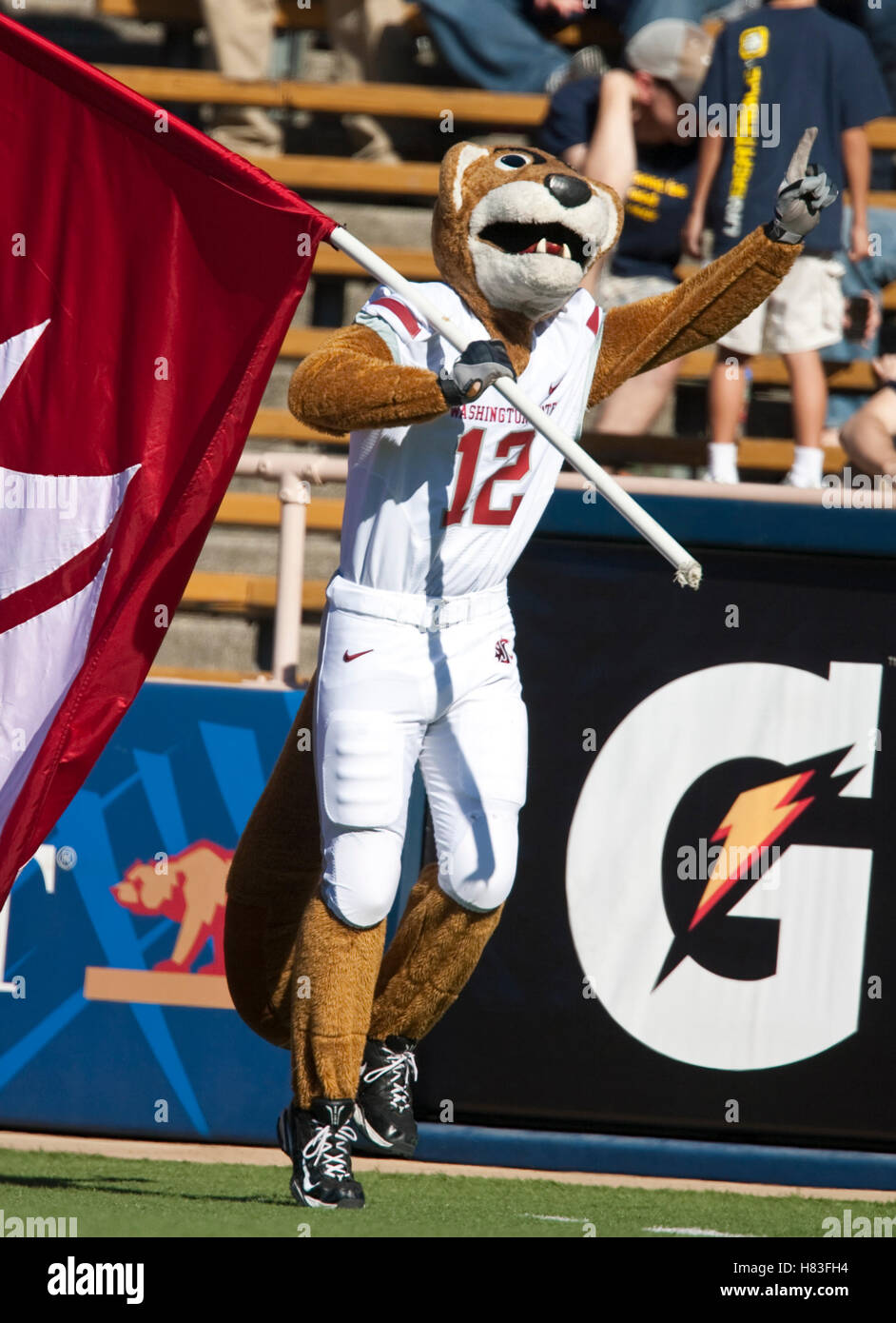 Oktober 2009; Berkeley, CA, USA; das Maskottchen der Washington State Cougars feiert nach einem Touchdown im zweiten Quartal gegen die California Golden Bears im Memorial Stadium. Stockfoto