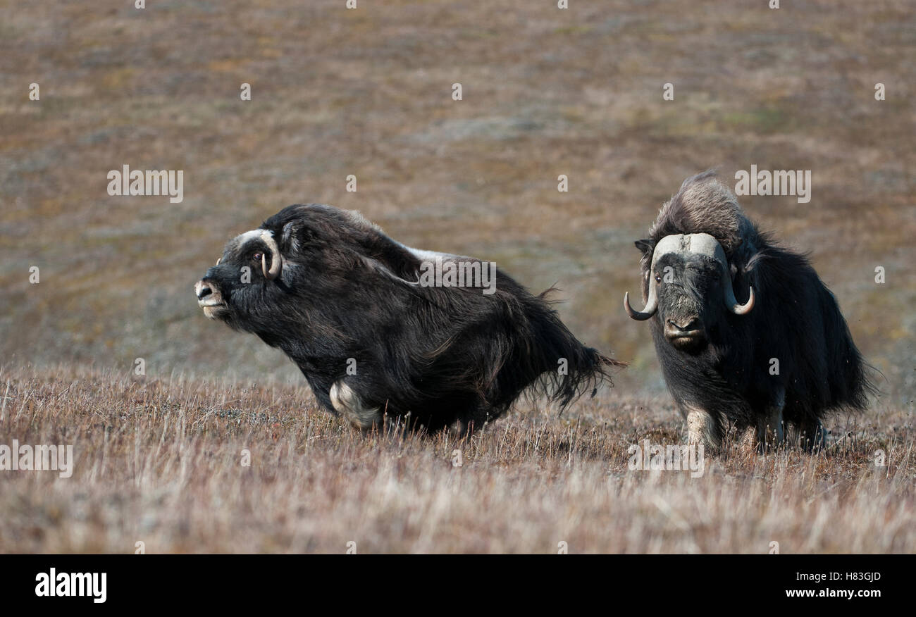 Moschusochsen (Ovibos Moschatus) paar mit einem Tier ausgeführt, Wrangel Island, Russland Stockfoto