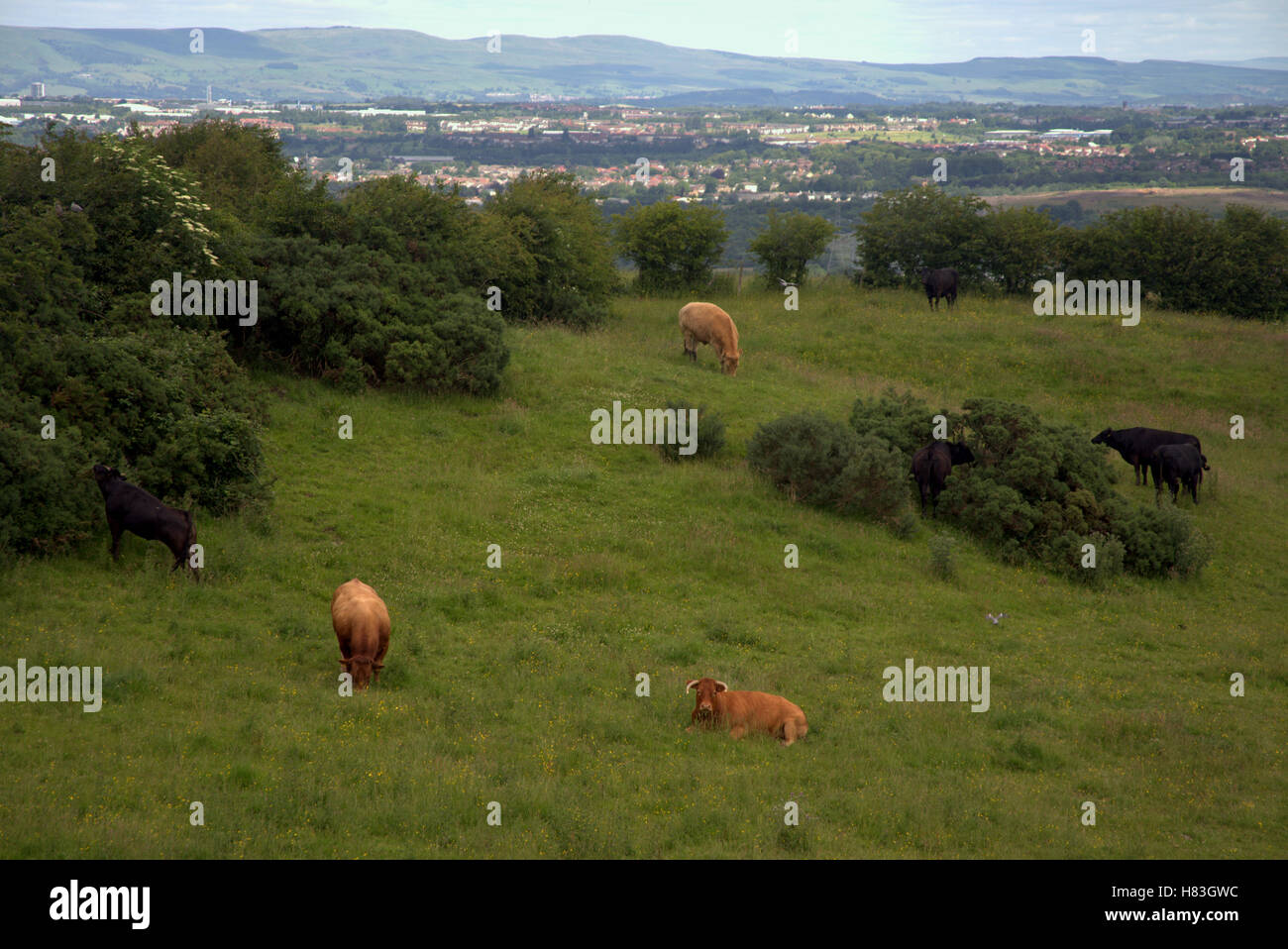 Kühe in einem Feld in der Nähe von Cambuslang über Glasgow Stockfoto