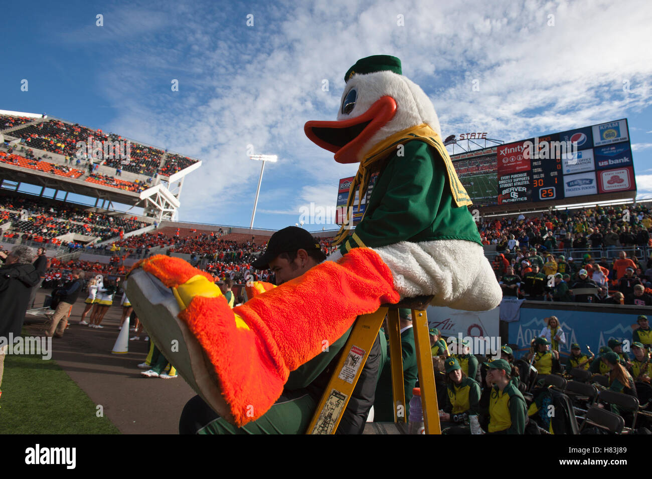 4. Dezember 2010; Corvallis, OR, USA;  Oregon Ducks sitzt auf einer Leiter vor dem Spiel gegen die Oregon State Beavers Orchesterprobe Stadium. Stockfoto