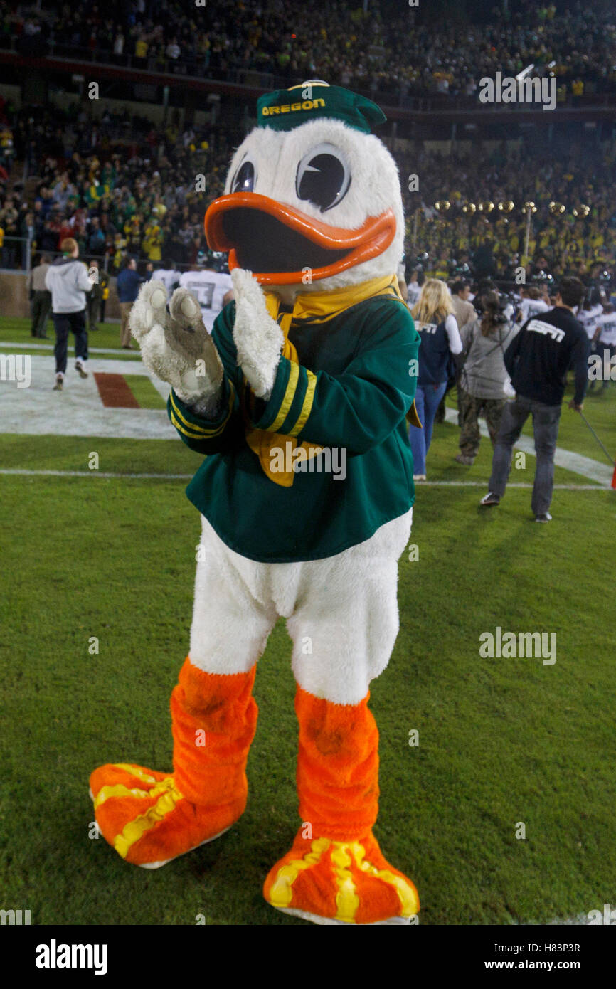 12. November 2011; Stanford, CA, USA;  Oregon Ducks feiert nach dem Spiel gegen die Stanford Cardinal Stanford Stadium.  Oregon besiegte Stanford 53-30. Stockfoto