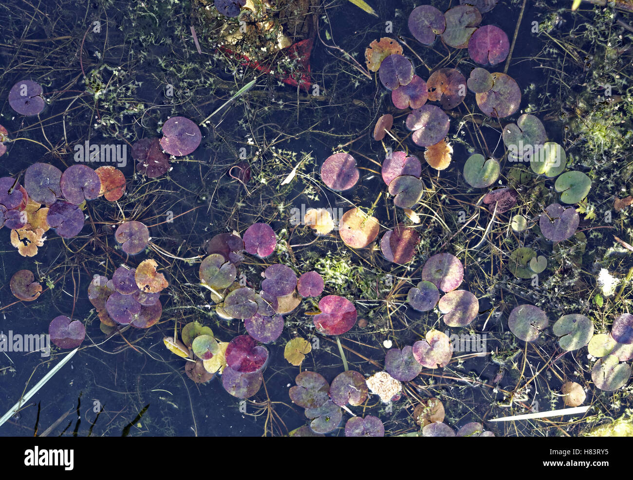 Wasser Unkraut und Blätter mit Seerosen-Hintergrund Stockfoto