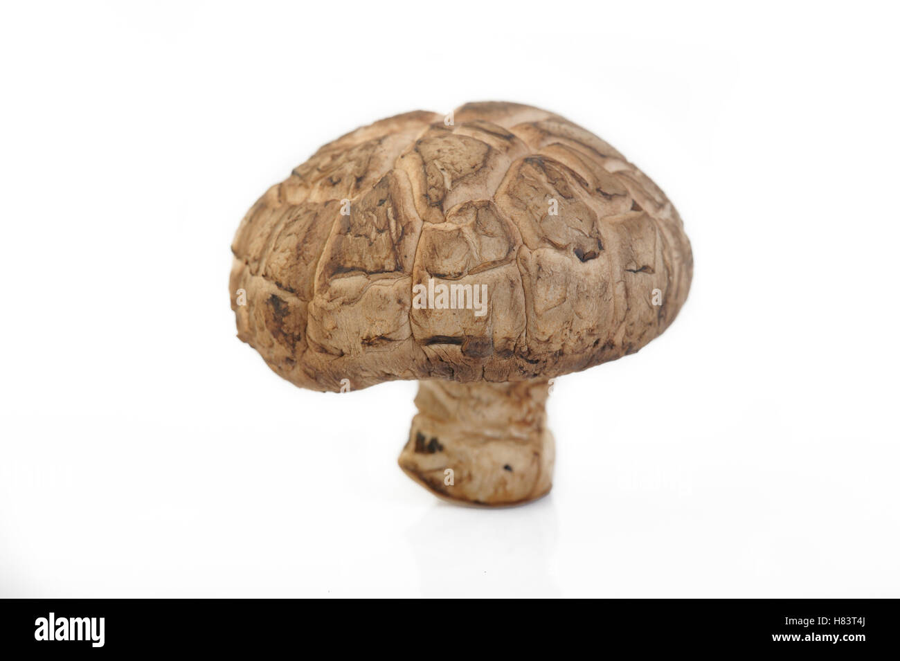 Shiitake Pilz isolierten auf weißen Hintergrund Stockfoto