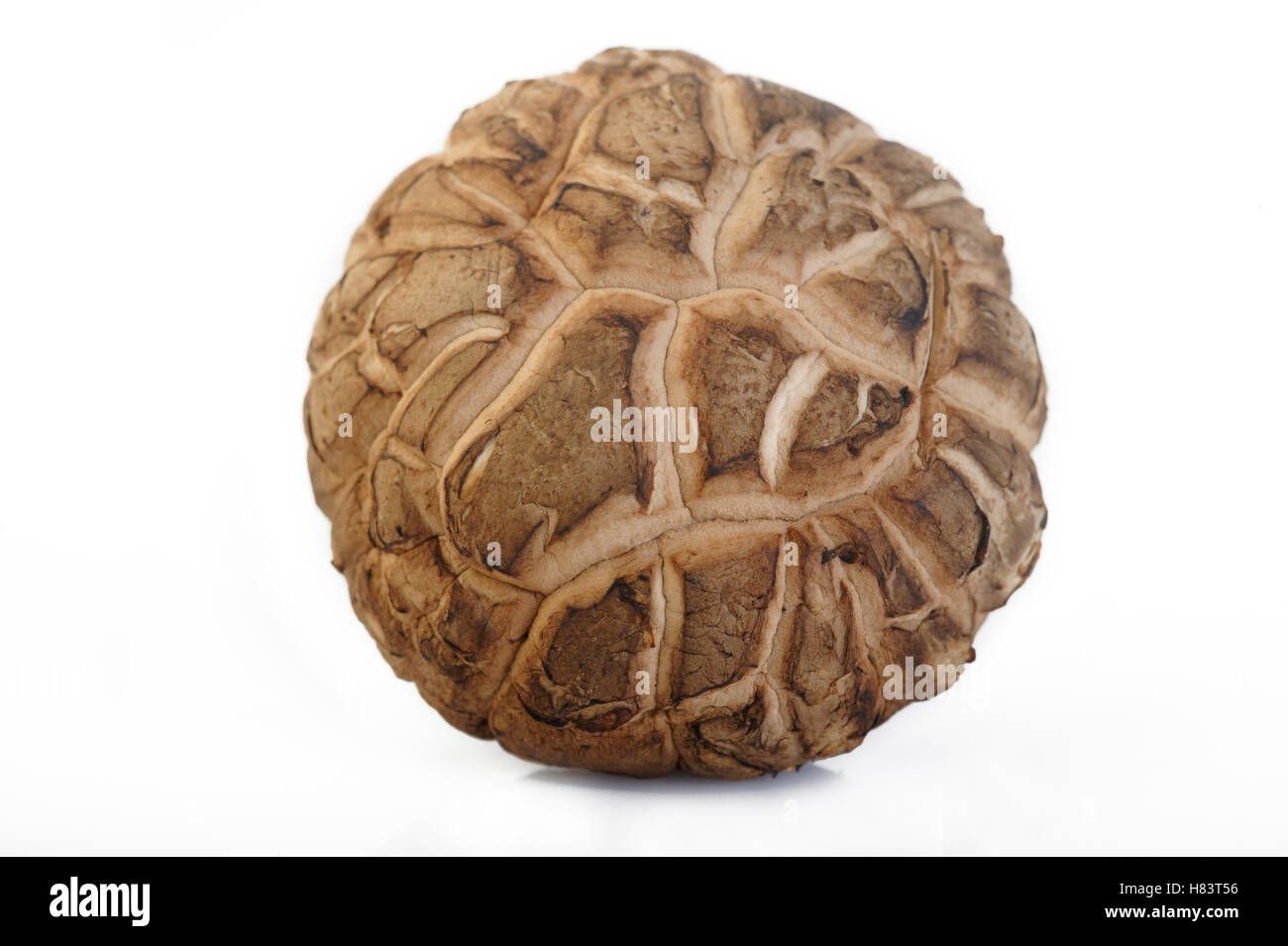 Shiitake Pilz isolierten auf weißen Hintergrund Stockfoto
