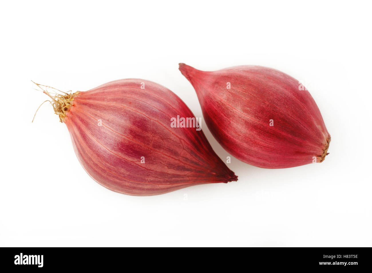 Schalotte Zwiebel isoliert auf weißem Hintergrund Stockfoto