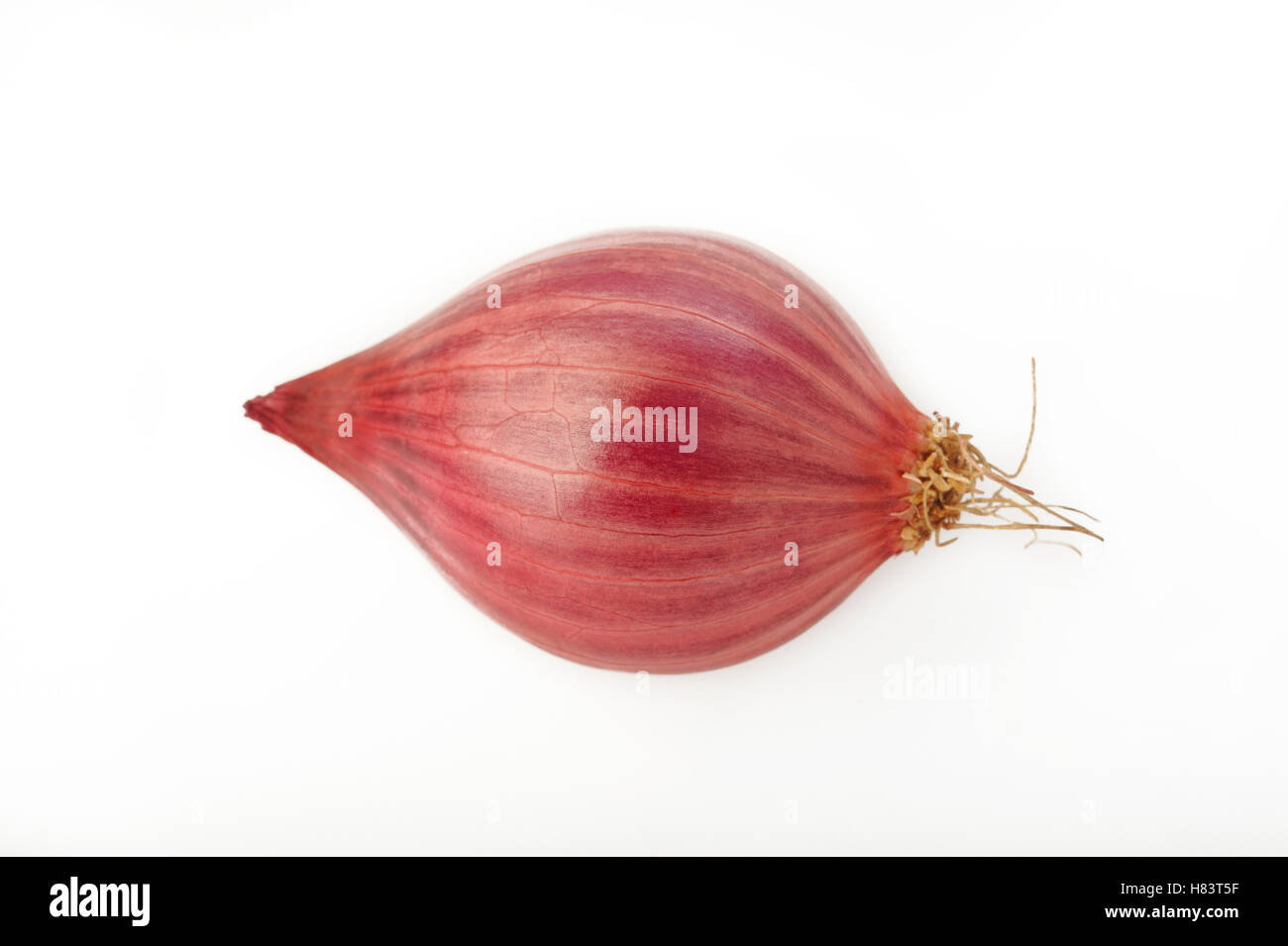 Schalotte Zwiebel isoliert auf weißem Hintergrund Stockfoto