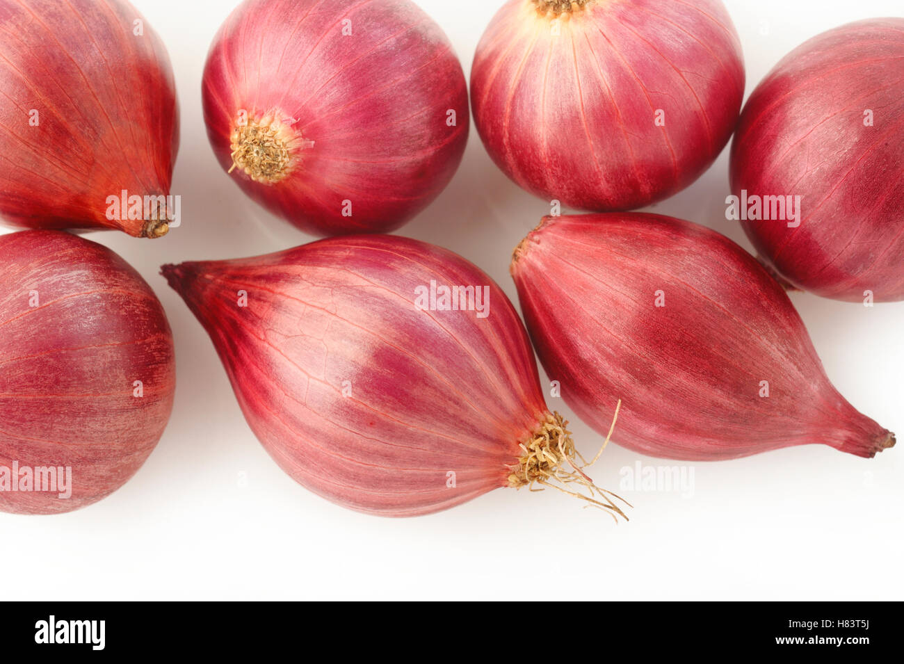 Schalotte Zwiebel Stockfoto