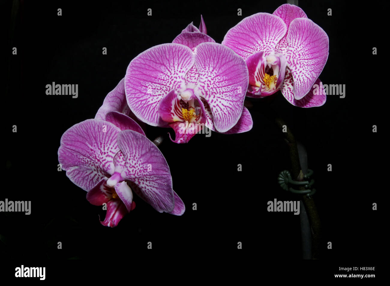 Phalaenopsis Leopard Fürst; Sonne-Prinz x französische Fantasia; Orchidee Blume zeigen. Durch die Miami Valley Orchideen-Gesellschaft. Bei Cox Arbore Stockfoto