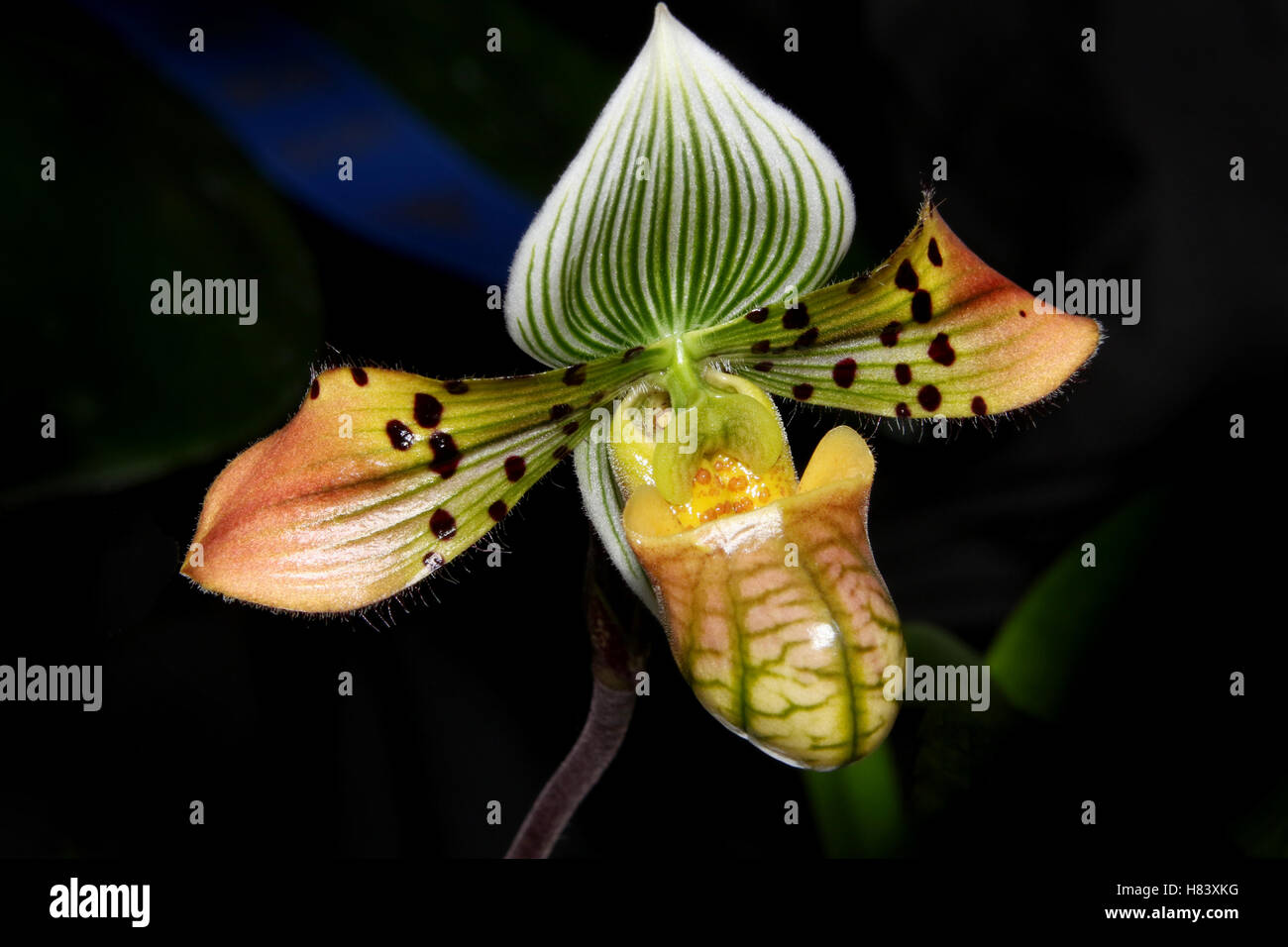 Lady Slipper Orchidee. Frauenschuh Orchidee.  Paphiopedilum Venus. Orchidee Blume zeigen. Durch die Miami Valley Orchideen-Gesellschaft. Bei Cox Stockfoto