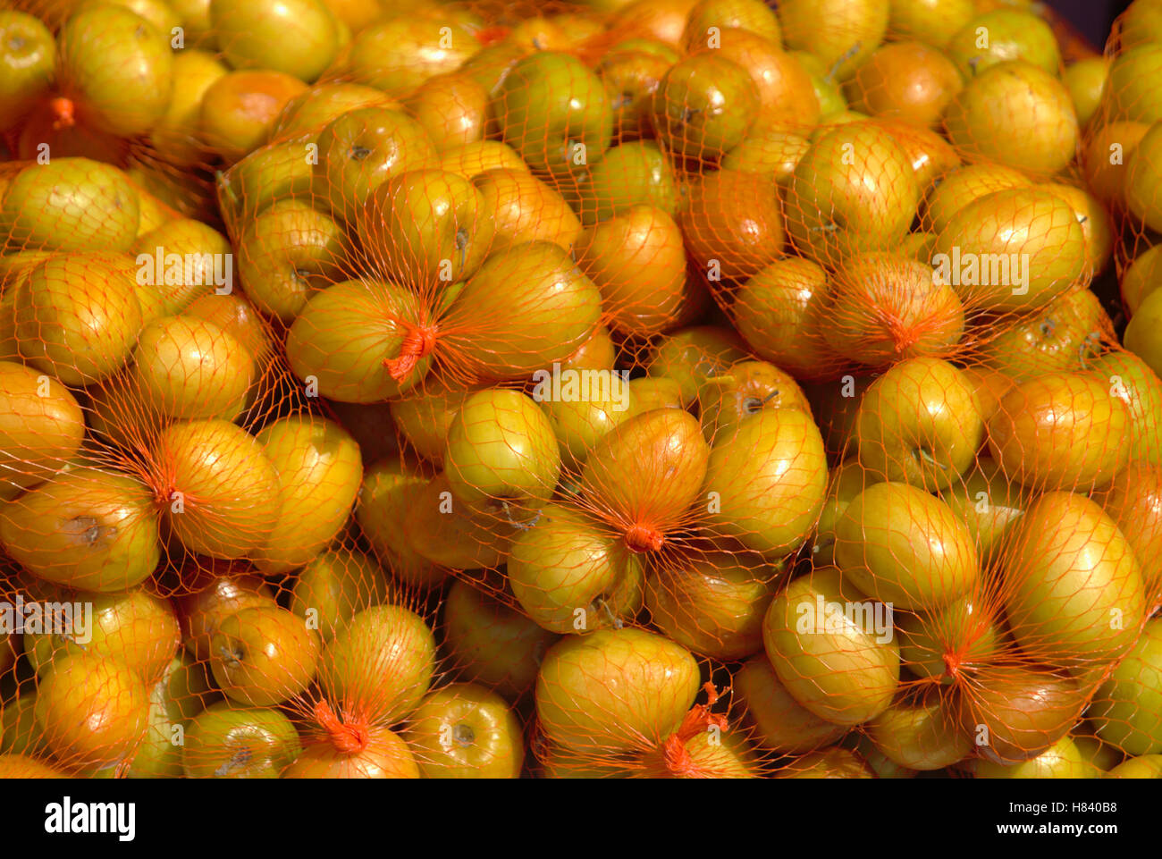 Ber — Zizyphus jujuba Stockfoto