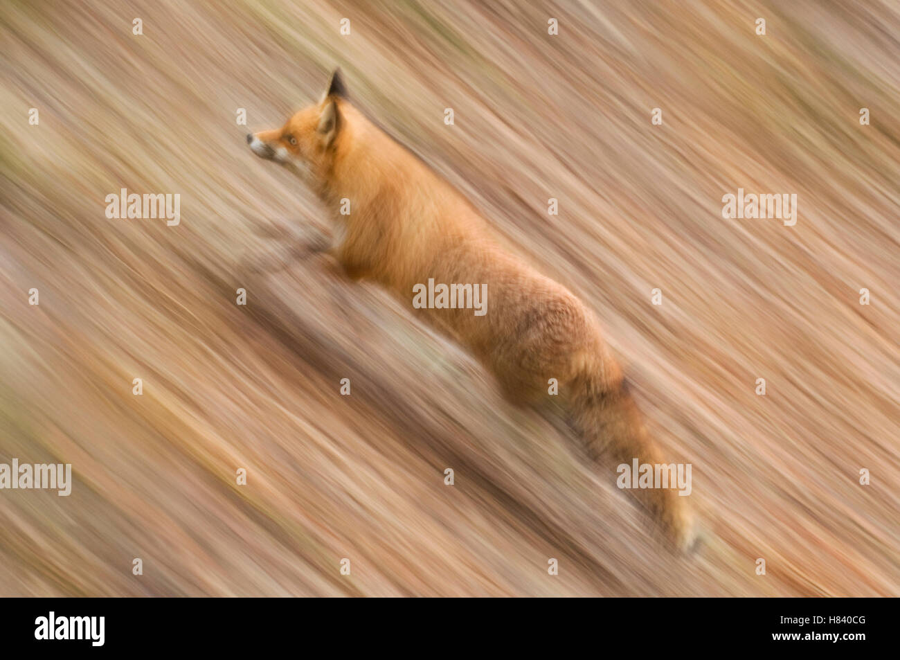 Red fox vulpes vulpes running Stockfotos und -bilder Kaufen - Alamy