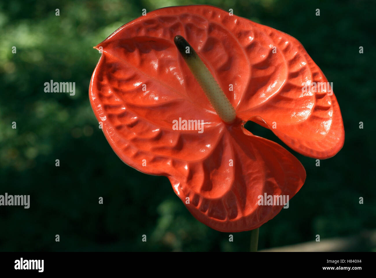 Anthurium Blumen ist auch bekannt als malte Zunge, Flamingo-Blume (Flamingo Lilie) oder Tail Blume Stockfoto