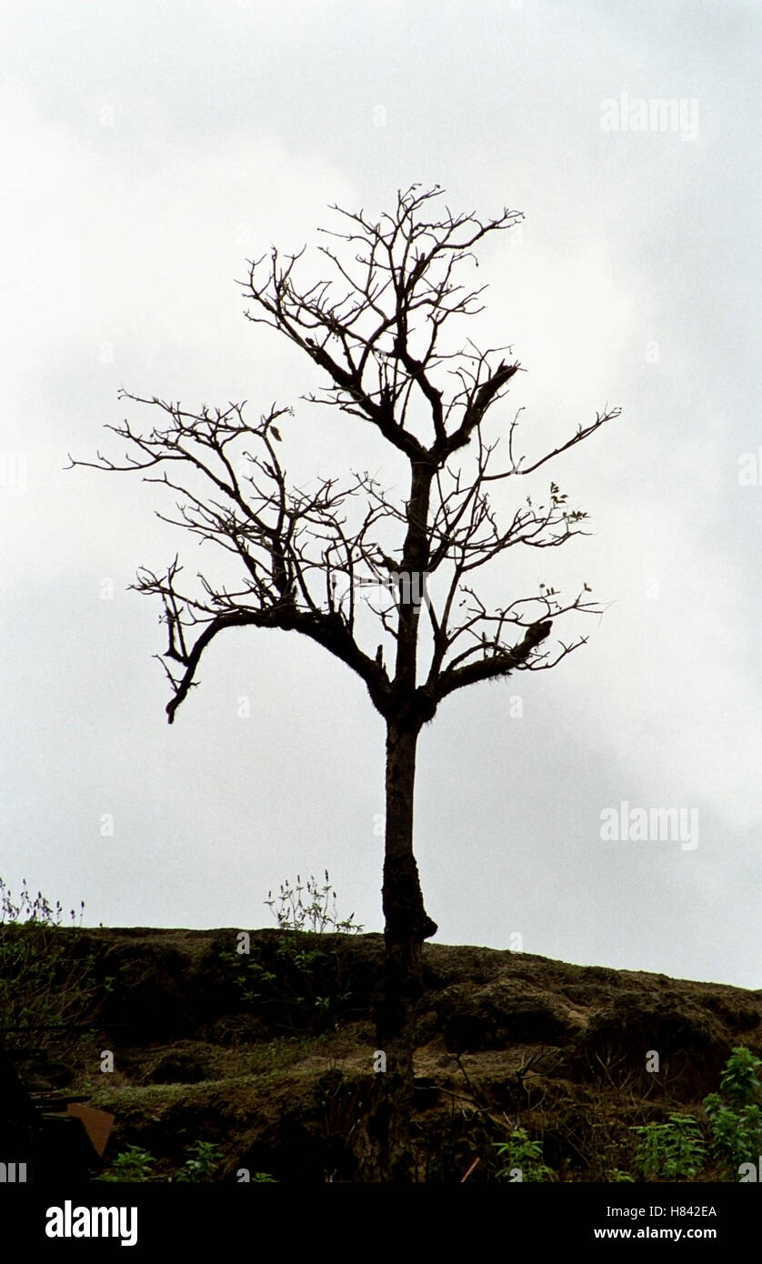 Silhouette eines Baumes Stockfoto