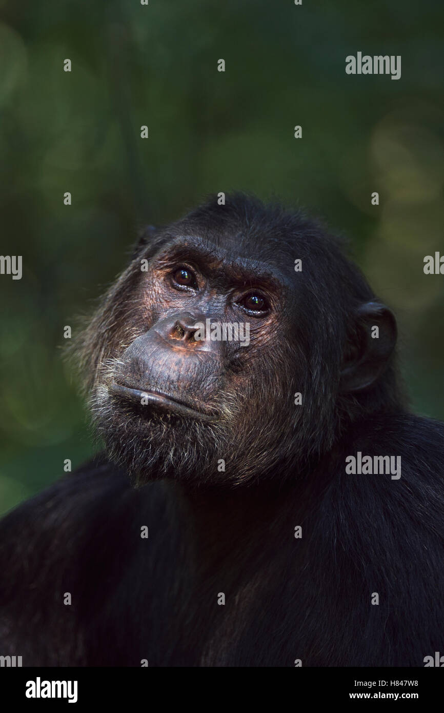 Östlichen Schimpansen (Pan Troglodytes Schweinfurthii) neunzehn Jahre
