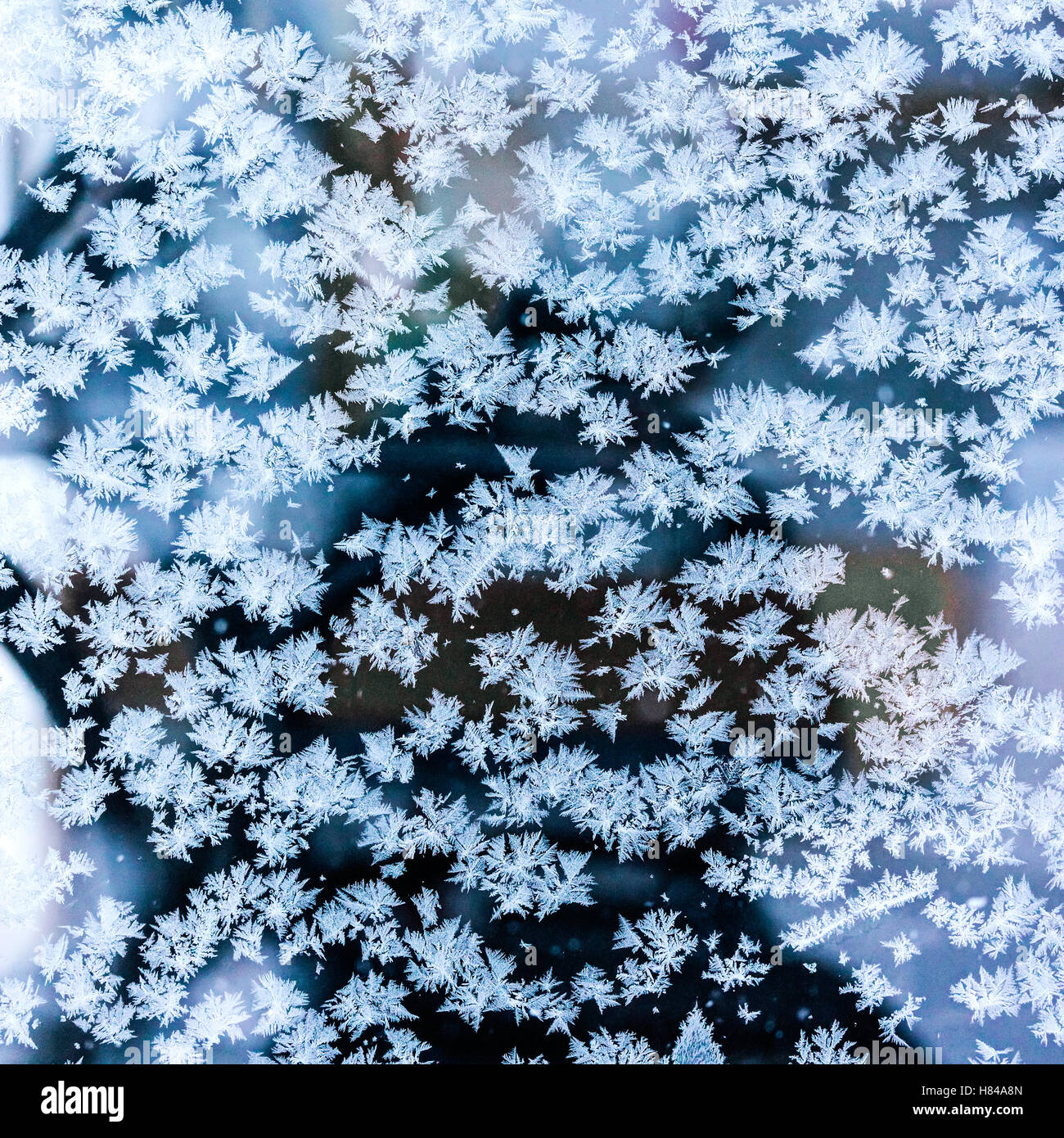 Winter-Textur mit Eisblumen auf gefrorene Fenster Stockfoto