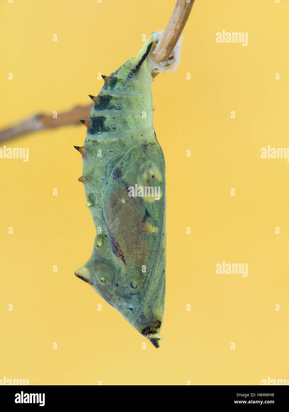 Tagpfauenauge (Inachis Io) Puppe, Hessen, Deutschland Stockfoto