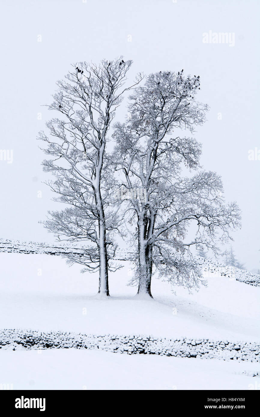 North Yorkshire, UK. 9. November 2016. Die Deckung der das weiße Zeug, mit dem ersten Schnee des Winters machen Fahrbedingungen in den Oberläufen von Dale um Hawes wachten Wensleydale in North Yorkshire. Bildnachweis: Wayne HUTCHINSON/Alamy Live-Nachrichten Stockfoto
