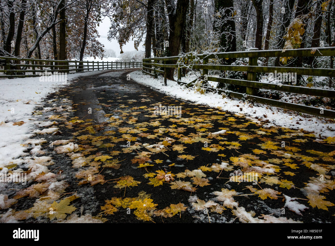 Leeds, West Yorkshire, Großbritannien. 9. November 2016. UK-Wetter. Herbst WINTER trifft: Herbst Laub noch frisch auf dem Boden als bis zu 5 Zoll Schnee schlagen Yorkshire, Burley in Wharfedale, UK. Rebecca Cole/Alamy Live-Nachrichten Stockfoto