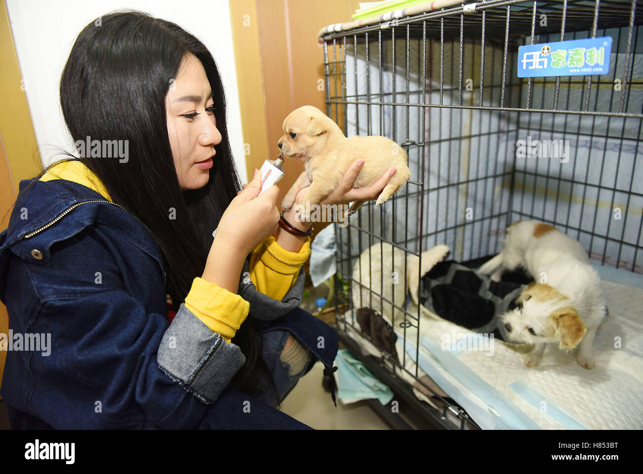 Rizhao, Rizhao, China. 8. November 2016. Rizhao, CHINA-November 7 2016: (nur zur redaktionellen Verwendung. CHINA HERAUS). Yu Jia speist einen streunenden Hund in Rizhao, Ost-China Shandong Provinz, 7. November 2016. Yu Jia, ein Mädchen, geboren in der 1980er Jahre wurde die medizinische Behandlung für streunende Tiere und Einführung der Tiere gutherzigen Bürgerinnen und Bürgern seit 2015. Yu hat inzwischen schon mehr als 50 streunende Katzen und Hunde gerettet. Yu festgelegt eine Online-Plattform, die streunende Katzen zu helfen und Hunde im Jahr 2015, Annahme aufgegeben, Katzen und Hunde, die streunende Tiere gemacht komfortabeles Leben führen. (Kredit-Bild: © SIPA Asien über ZUMA Wi Stockfoto