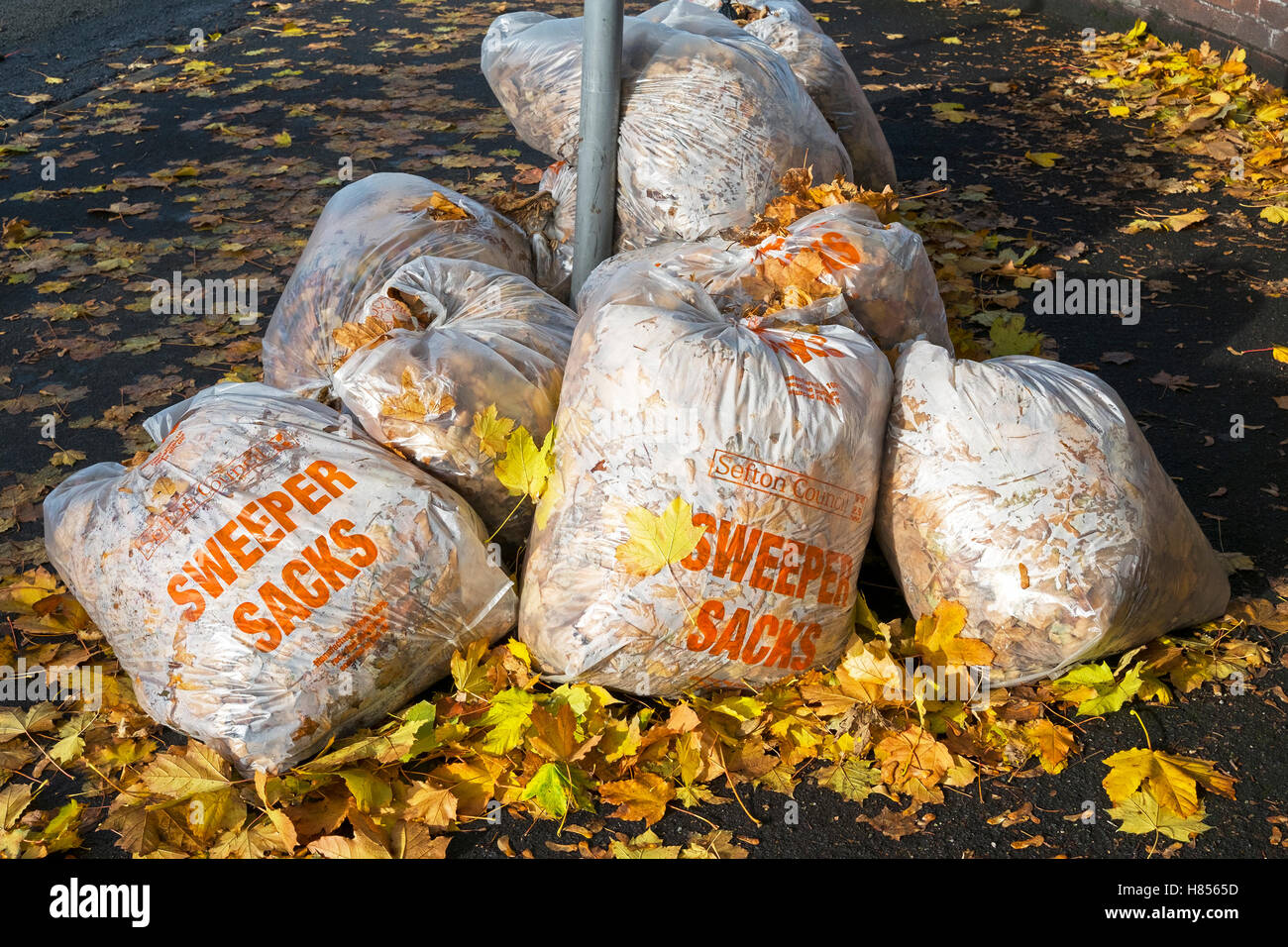 Liverpool, Merseyside, England. 10. November 2016. Herbst-Clear Up.  Sintflutartige Regenfälle, gefolgt von frostigen Nächten führten zu viele Blätter im Herbst verlassen Räte mit einem Blatt aufräumen Betrieb fallen.  Bildnachweis: Cernan Elias/Alamy Live-Nachrichten Stockfoto