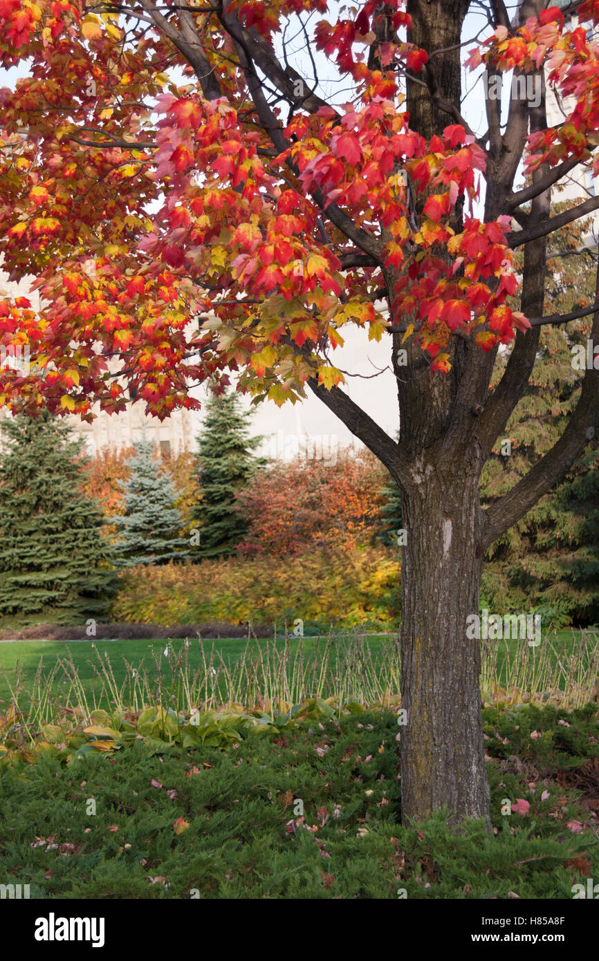 Ahornbaum in herbstroten und gelben Farben Stockfoto