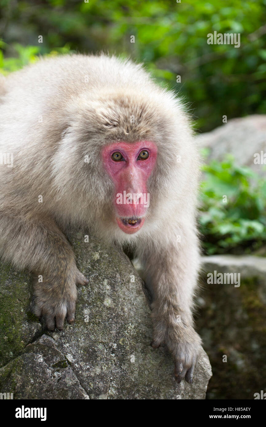 Japanischen Makaken bedrohlich einen anderen Affen (Macaca Fuscata) Stockfoto