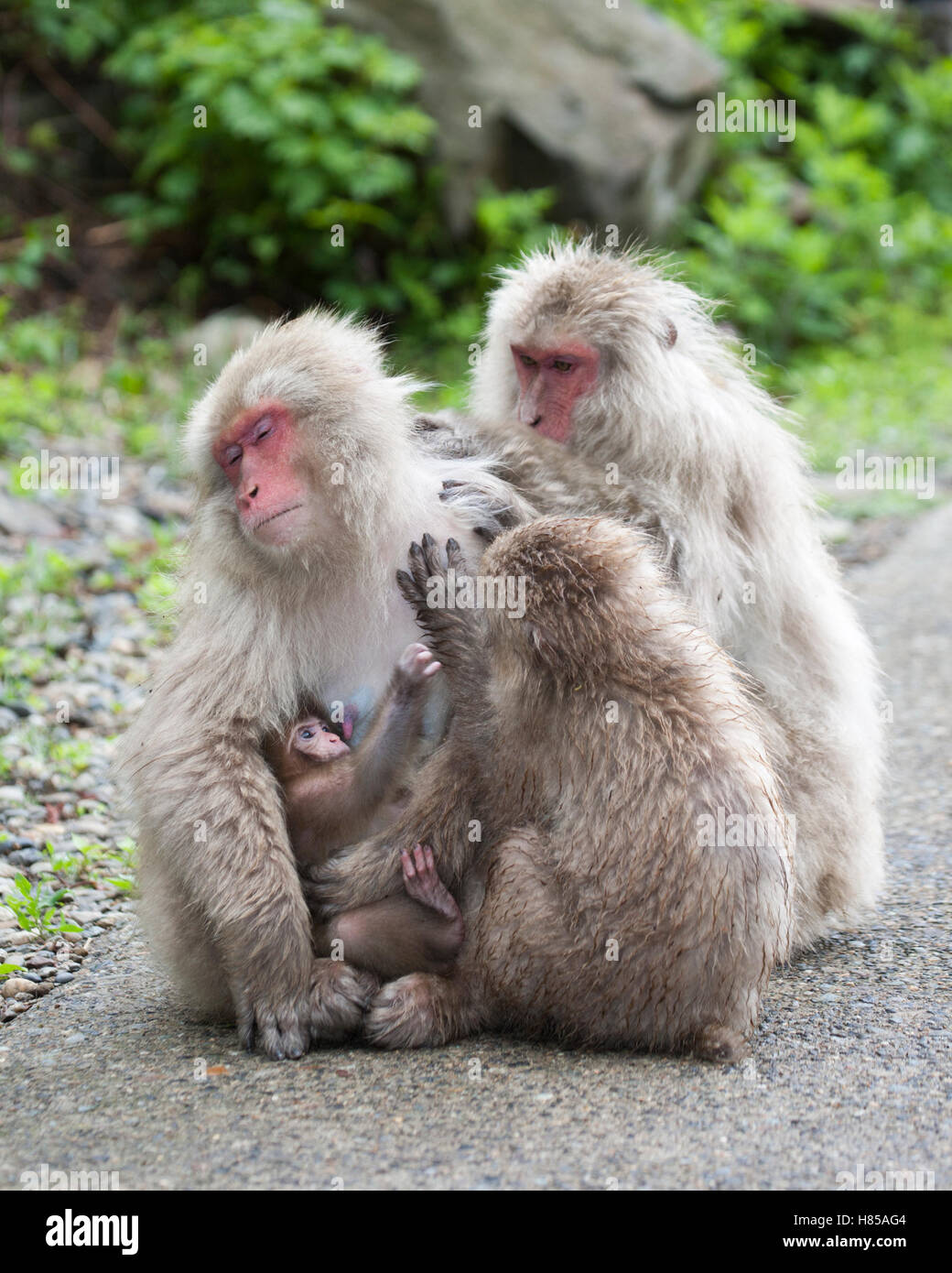 Japanische Makaken (Macaca fuscata) pflegen eine Mutter mit Baby auf einem Weg im Joshinetsu Kogen-Nationalpark Stockfoto