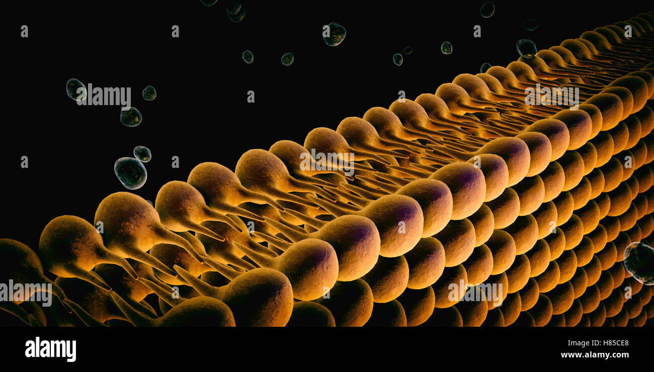 Plasmamembran der Zelle mit anderen Molekülen, 3d render Stockfoto